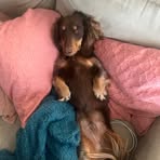 Ryan Comerford - Facebook