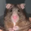 Ryan Comerford - @ryan.comerford - TikTok