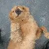 ryancomerford6 - @ryan.comerford6 - TikTok