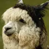 Ryan Corley - @ryan.corley84 - TikTok