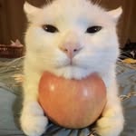 Ryan corley - @ryan8t0r - Instagram