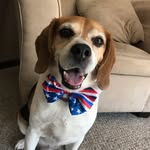 Ryan Cousins - @snickers_beagle_2009 - Instagram