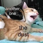 Ryan Crossman - @catmemes13 - Instagram
