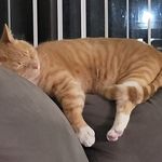Ryan Cull - @habsfuller - Instagram