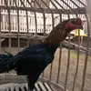 Ryanculln - @ryanculln - TikTok