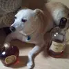 Ryan Curl - @31035278787 - TikTok