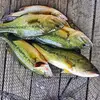 ryan dabbs - @ryansfishing55 - TikTok