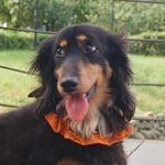 雷恩 - @ryan_dachshund - Instagram