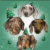 Ryan dachshunds - @ryandachshunds - TikTok