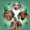 Ryan dachshunds - @ryan.dachshunds - TikTok