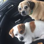 Ryan J Daffron - @brody_n_bella - Instagram
