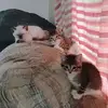 Ryan Davis - @ryan.davis845 - TikTok