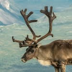 Rayn Deer - @_ryan.deer - Instagram