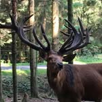 @ryan_deer_stag - Instagram