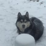 Ryan Dhaliwal - @ryan_dhaliwal - Instagram
