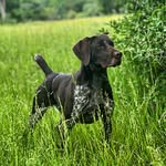 Ryan Eder - @southforkpointers - Instagram