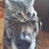 Ryan Edward - @catdogsfunnypets - TikTok