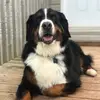 ryan feldman - @ryanfeldman6 - TikTok
