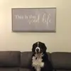 Ryan Feldman - @ozzythebernese - TikTok