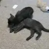 Ryan Ferry - @simonthecat69 - TikTok