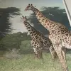 RyanGalvanCasillas - @ryan.ga1van - TikTok