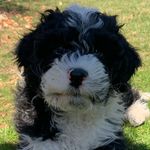 Ryan Zimmerman Gilday - @zimmys_zoomiez - Instagram