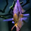 Ryan Giltner - @everything_aquatic - TikTok