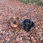 Ryan Gomes - @mydogismypt - Instagram