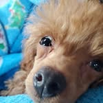 Ryan Grewal - @ryangrewal43 - Instagram
