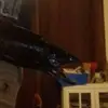 ryanguerin70 - @ryanguerin70 - TikTok