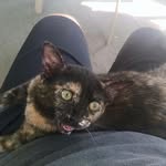 Ryan Hallock - @rambopanda1130 - Instagram