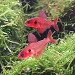 Ryan Hancox - @rh_aquascaping - Instagram
