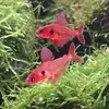 Ryan Hancox - @ryan.hancox6 - TikTok