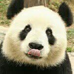 Ryan Harlan - @panda7572 - Instagram