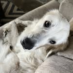 Ryan Harlan - @shyna_thegp - Instagram