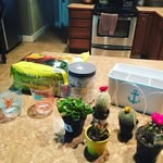 Matt Ryan Hinshaw - @terrariumsbymatt - Instagram