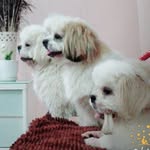 My Puppies Rock 😉 - @hirthik_ryan_gissele - Instagram