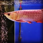 Ryan_Hobbyist - @ryan_hobbyist - Instagram