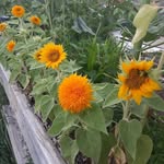 The Ryans - @ryan_hobby_farm - Instagram