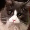 ryanhoey246 - @ryanhoey246 - TikTok