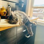 Ryan Holtz - @southsidesullycat - Instagram