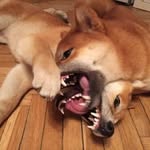 Ryan Hone - @ryan_a_f_t_m - Instagram