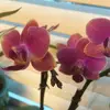 Ryan Hoyle - @user253360289 - TikTok
