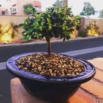 Ryan Hulet - @young.nebari - Instagram