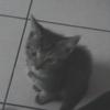 fauvel Ryan - @ryanjumper_23 - TikTok
