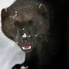 Ryan Kapp - @ryan.kapp4 - TikTok