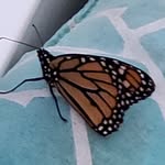 Kelly Ryan Karns - @cactus_2_palms - Instagram