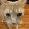 dusty - @ryan_kennebeck - TikTok