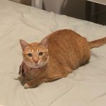 ryan garfield - @ryan_kochengoren - Instagram