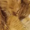 ryankoleff - @ryankoleff - TikTok